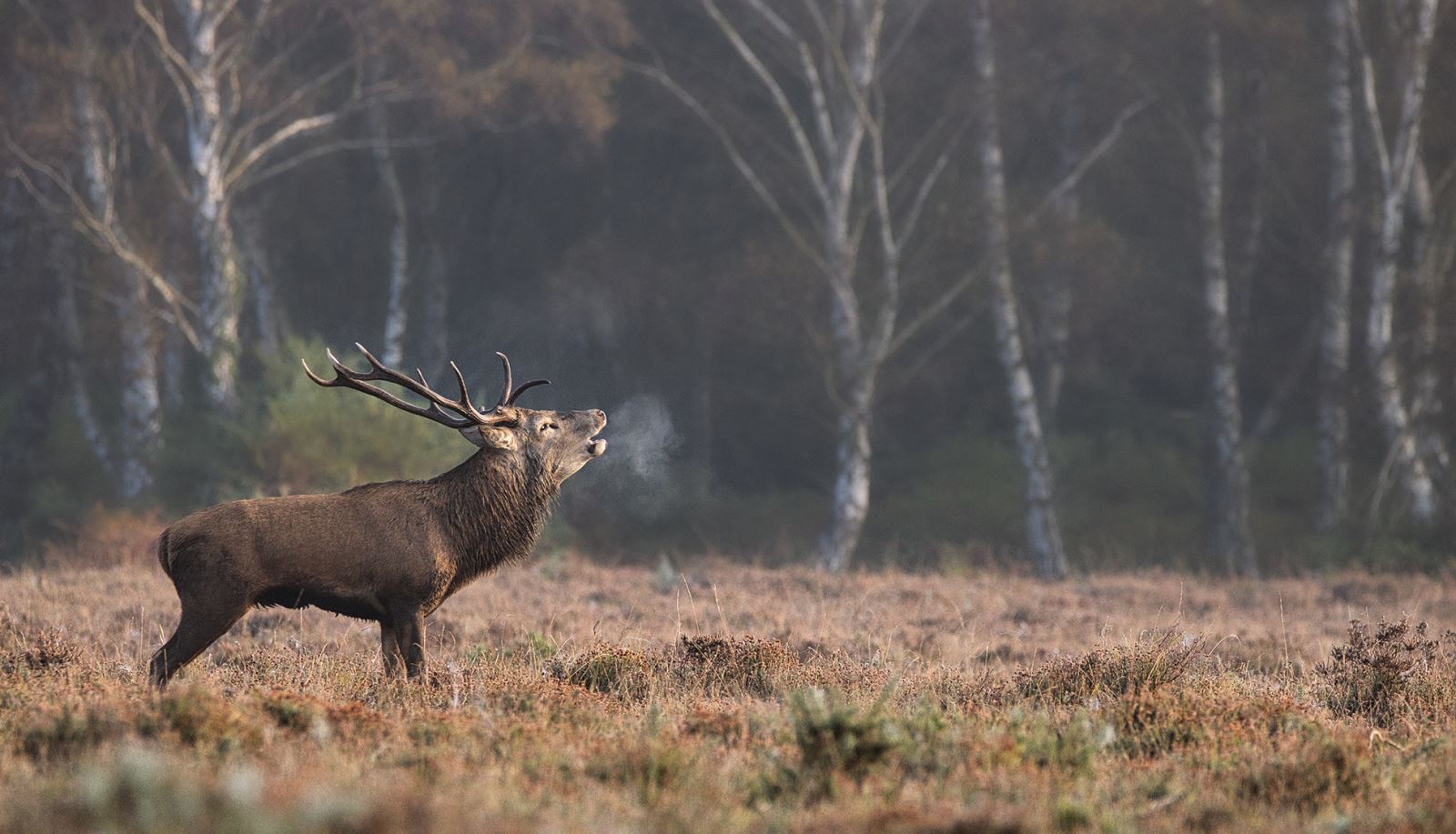 Stag in the New Forest